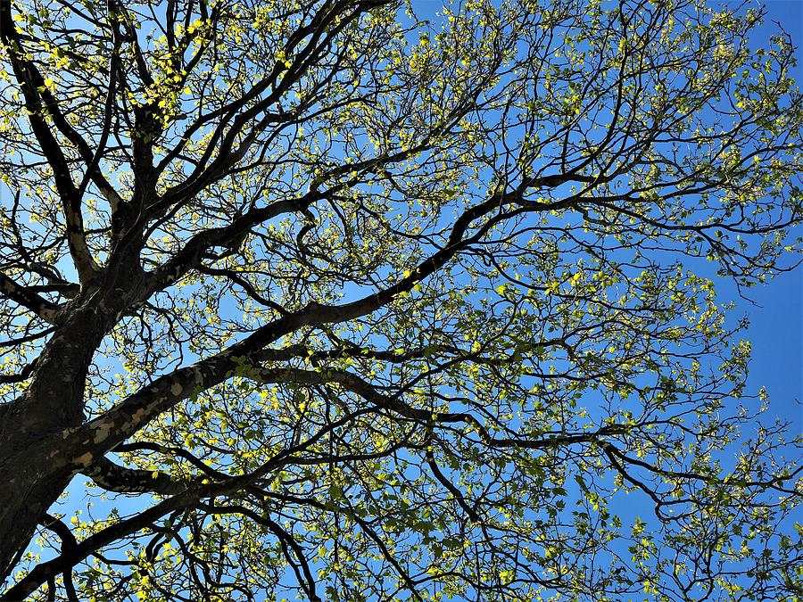 Sycamore Tree in Spring Photograph by Angie C - Pixels