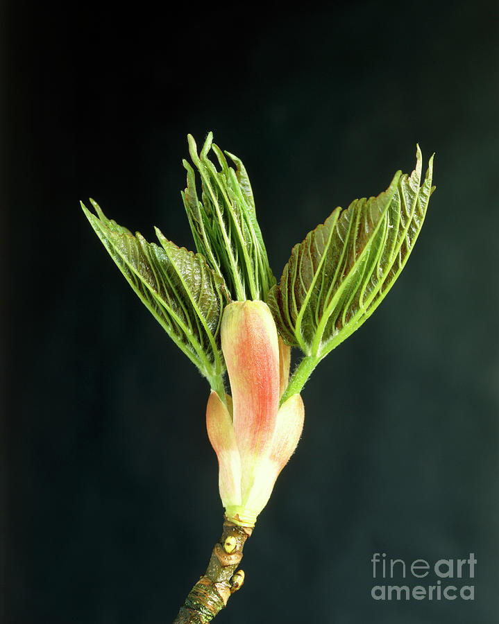 Sycamore Tree Leaf Buds Opening Photograph by Michael Marten/science ...