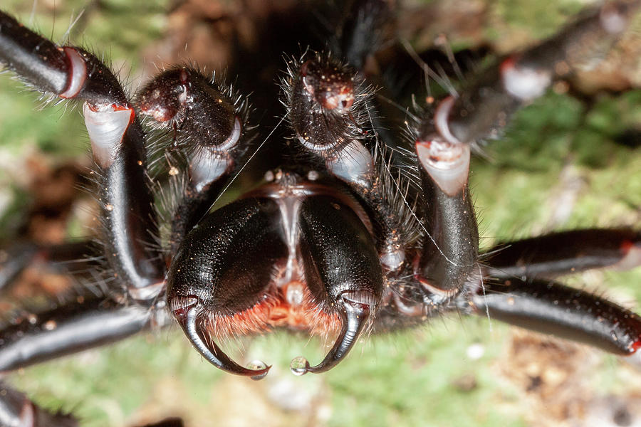 Sydney Funnel Web Spider, Queensland, Australia Photograph by Bruce