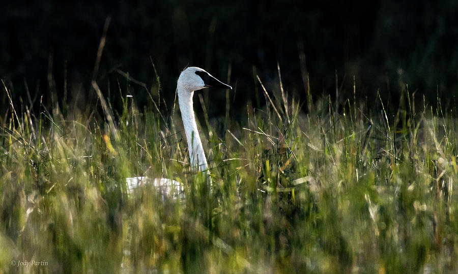 Sylvania Swan Photograph by Jody Partin