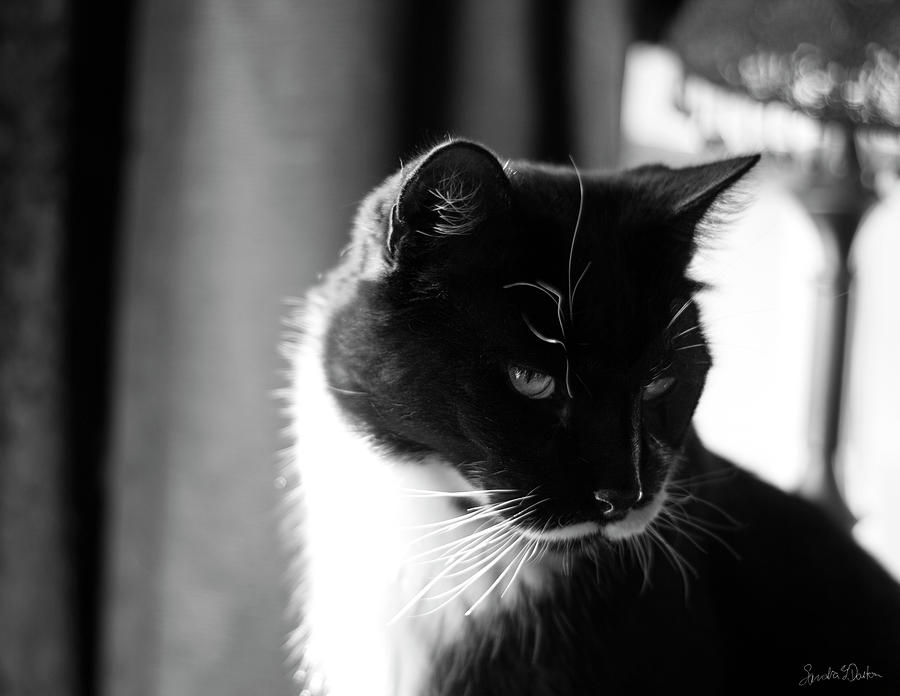 Tuxedo Cat Photograph - Sylvester by Sandra Dalton