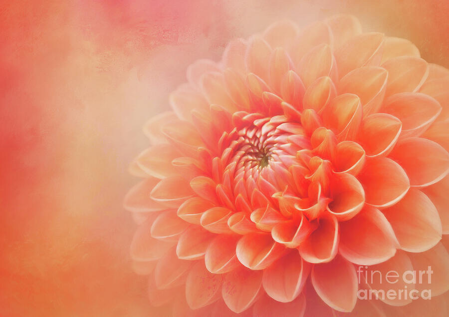 Sylvia - A Glorious Orange Dahlia Photograph by Anita Pollak