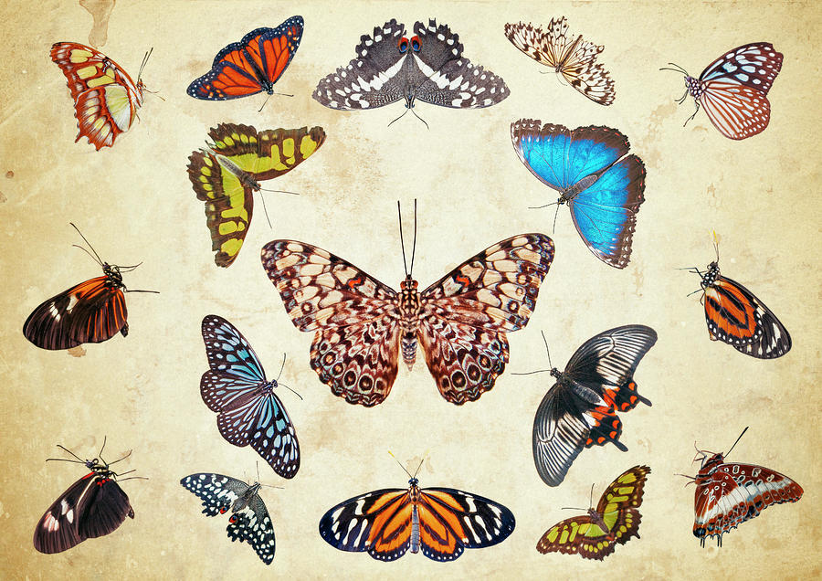 Symmetrical Display Of A Group Of Butterflies Digital Art By Matt 