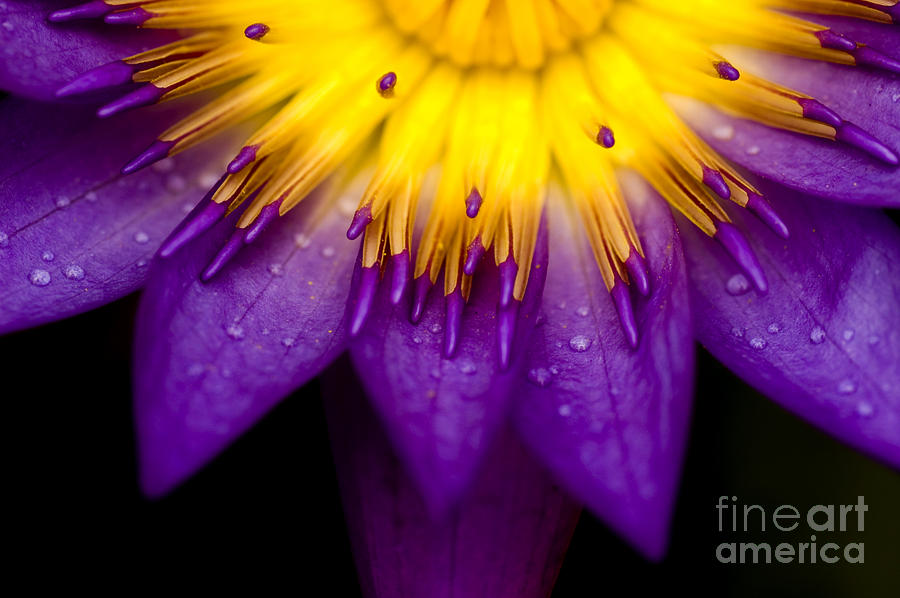 Pond Photograph - Symmetrical Lotus For Conceptual Photo by Wong Yu Liang Pond Photograph - Symmetrical Lotus For Conceptual Photo by Wong Yu Liang