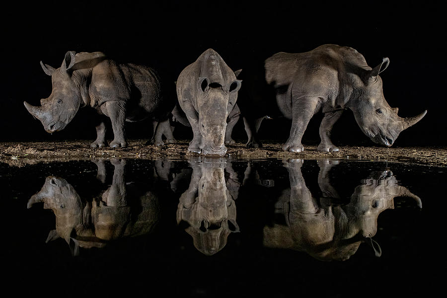 Symmetry Photograph by Alessandro Catta