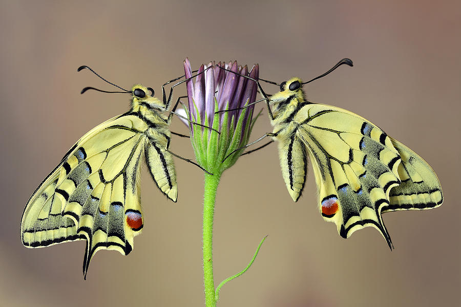 Butterfly Photograph - Symmetry by Jimmy Hoffman