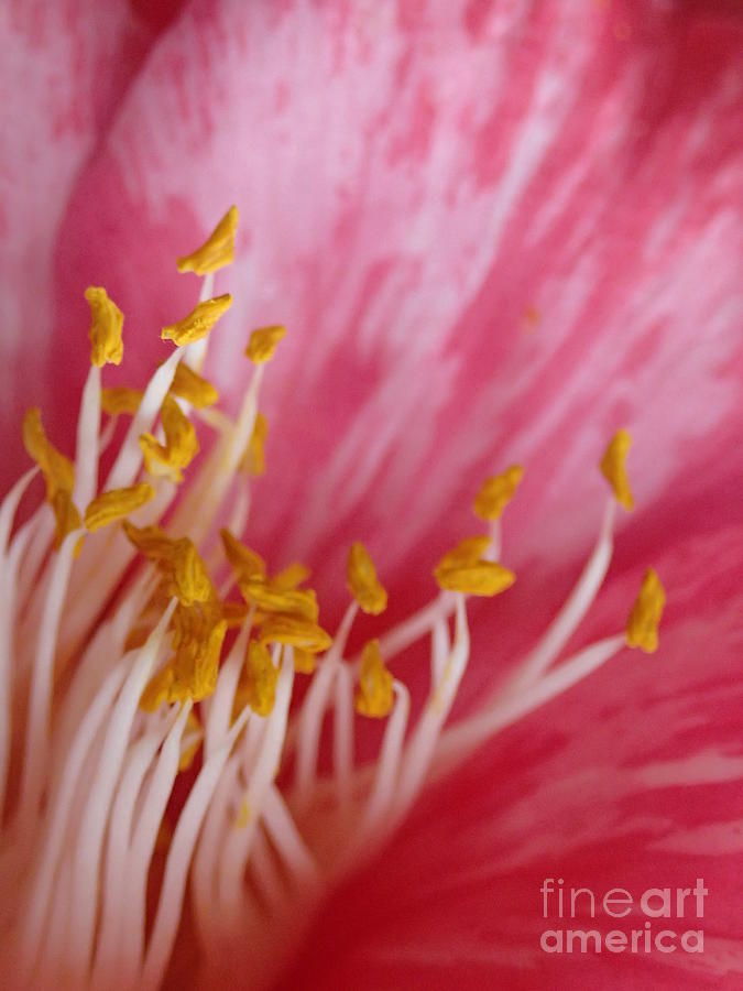Symphonic Stamen Photograph by Angela J Murray Symphonic Stamen Photograph by Angela J Murray