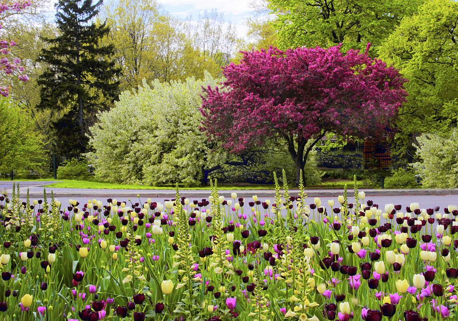 Garden Photograph - Symphony Of Spring by Jessica Jenney Garden Photograph - Symphony Of Spring by Jessica Jenney