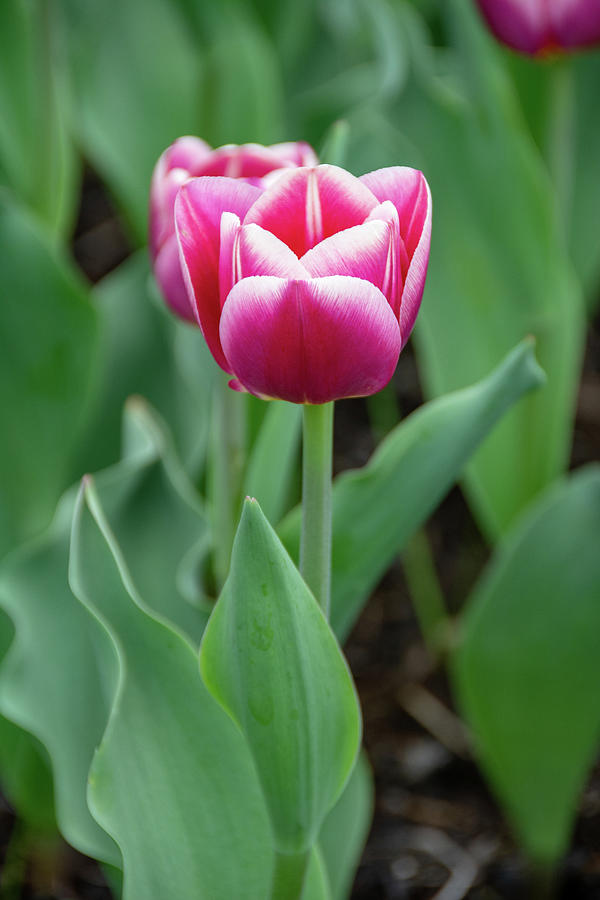 Synaeda Blue Triumph Tulip by Jennifer Wick Synaeda Blue Triumph Tulip by Jennifer Wick