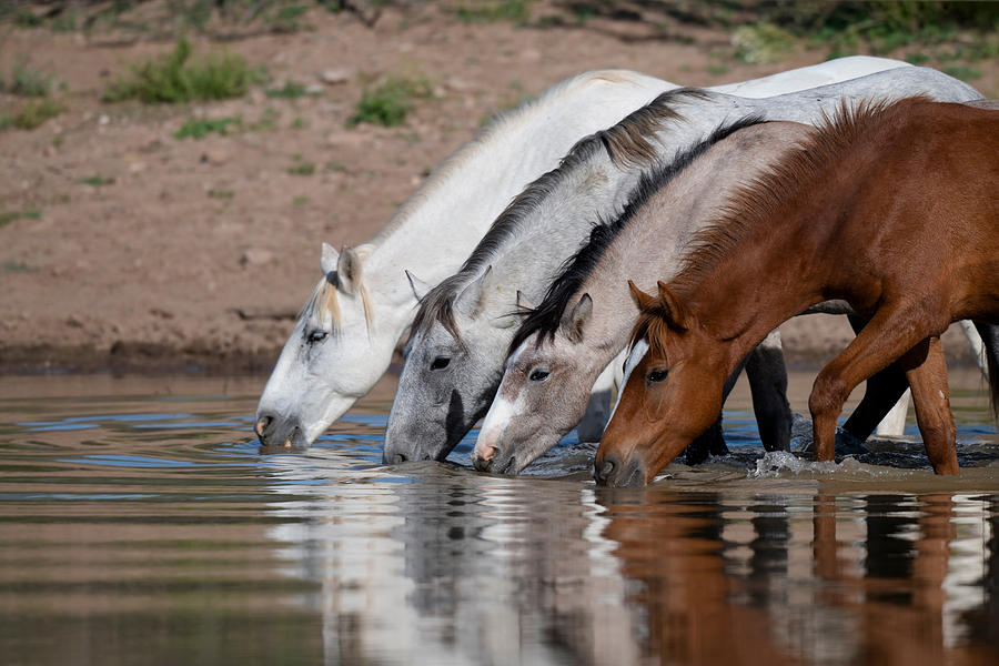 Synchronized Drinking. Photograph by Paul Martin