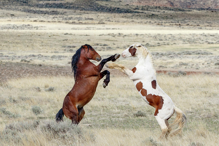 Synchronized Fight Photograph by Ronnie And Frances Howard