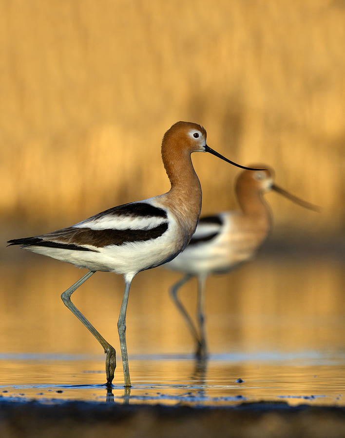 Synchronized Photograph by Verdon - Fine Art America