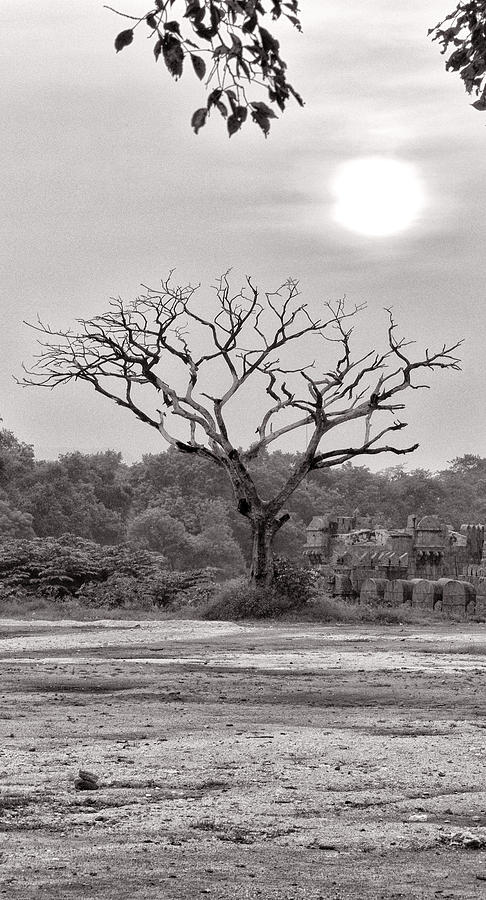 Tree Photograph - Syntactic tree by Krishnan Srinivasan