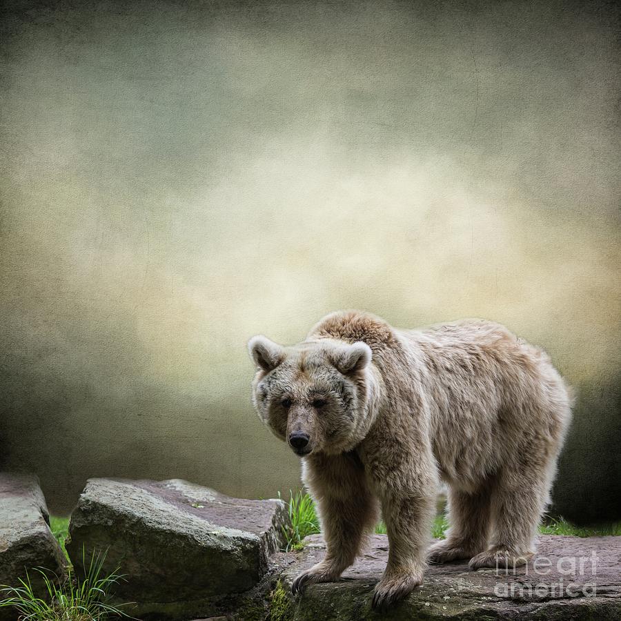 Wildlife Photograph - Syrian Brown Bear-2 by Eva Lechner