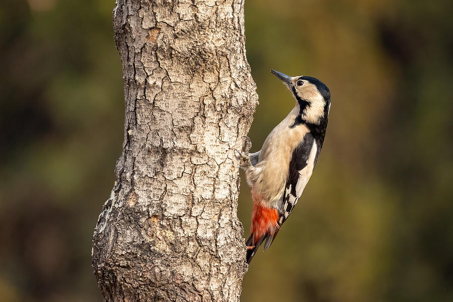 Nature Photograph - Syrian Woodpecker by Vida