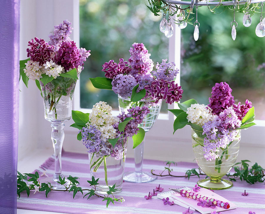 Syringa In White, Light Purple And Dark Purple At The Window, Hedera Tendrils Photograph by Friedrich Strauss