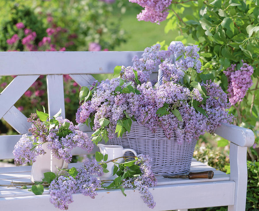 Syringa lilac In White Basket And Jug On White Wooden Bench Photograph by Friedrich Strauss