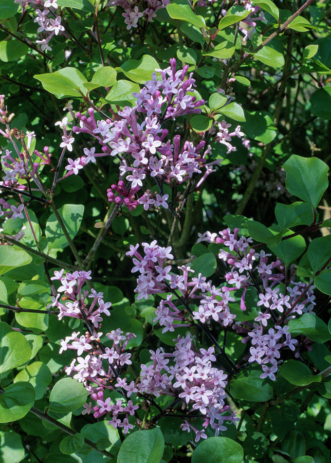 Syringa Meyeri 'palibin' dwarf Lilac Photograph by Noun - Fine Art America