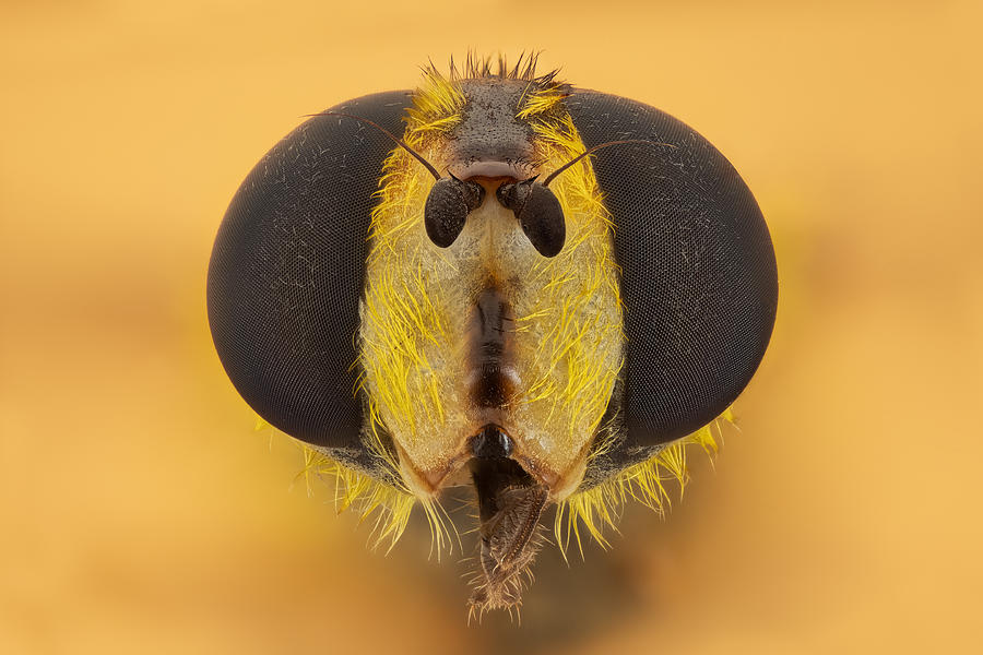 Macro Photograph - Syrphidae by Rico Cavallo