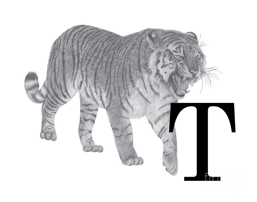 Animal Drawing - T Is For Tiger, 2018 Graphite Pencil And Digital by Stacy Hsu