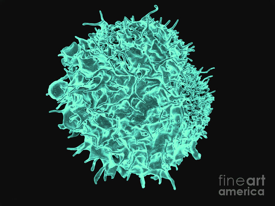 T-lymphocyte Photograph by National Institutes Of Health/science Photo Library