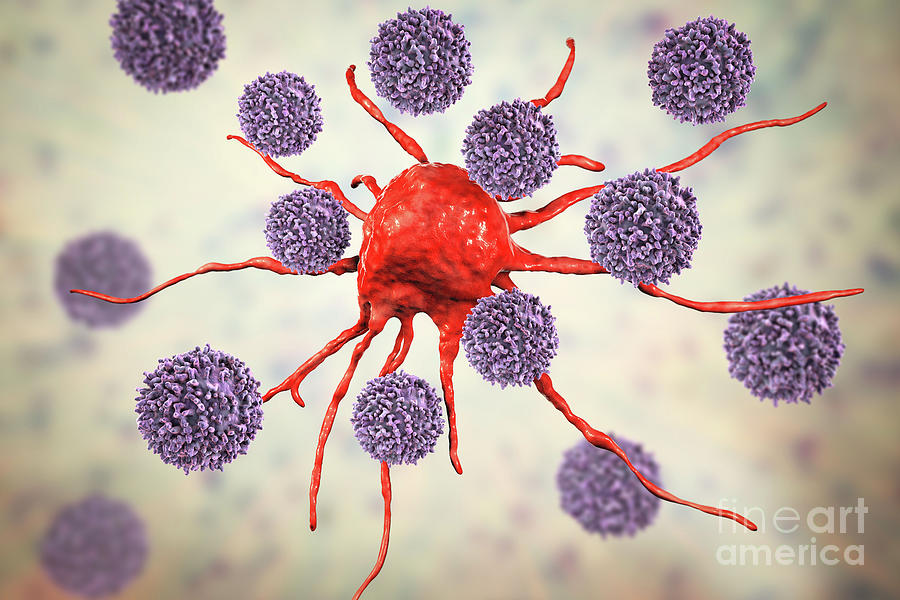 T-lymphocytes Attacking Cancer Cell Photograph by Kateryna Kon/science Photo Library