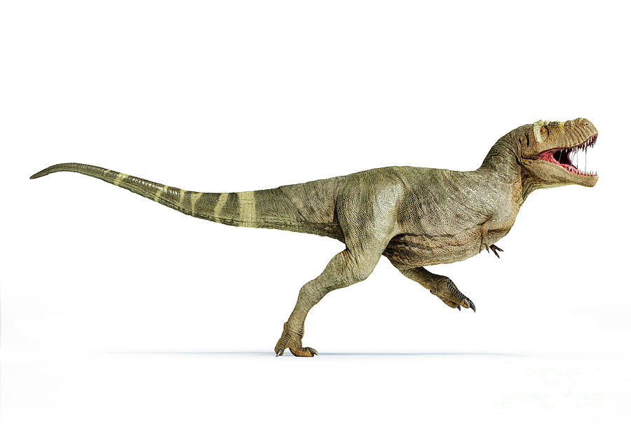 T-rex Dinosaur by Leonello Calvetti/science Photo Library.