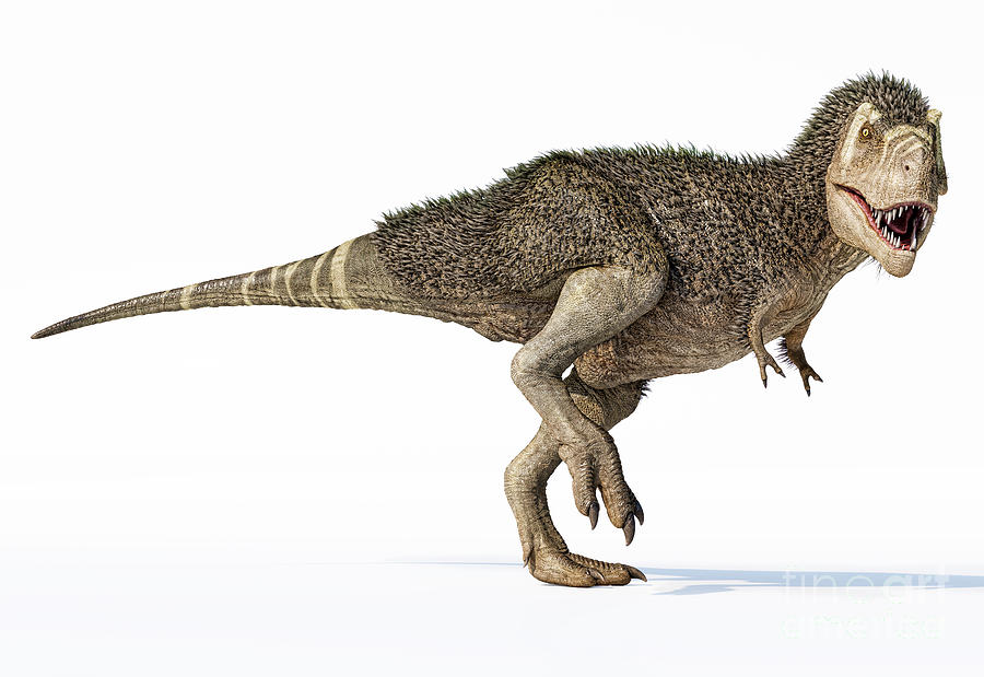 T-rex Dinosaur With Feathers 3d Rendering Photograph by Leonello Calvetti/science Photo Library