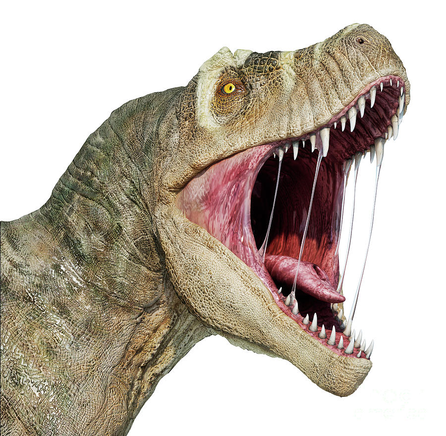 T-rex Head Photograph by Leonello Calvetti/science Photo Library
