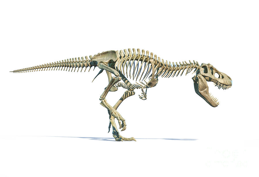 T-rex Skeleton Photograph by Leonello Calvetti/science Photo Library