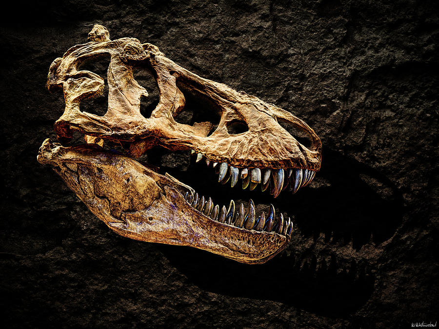 T-rex Skull 2 Photograph by Weston Westmoreland