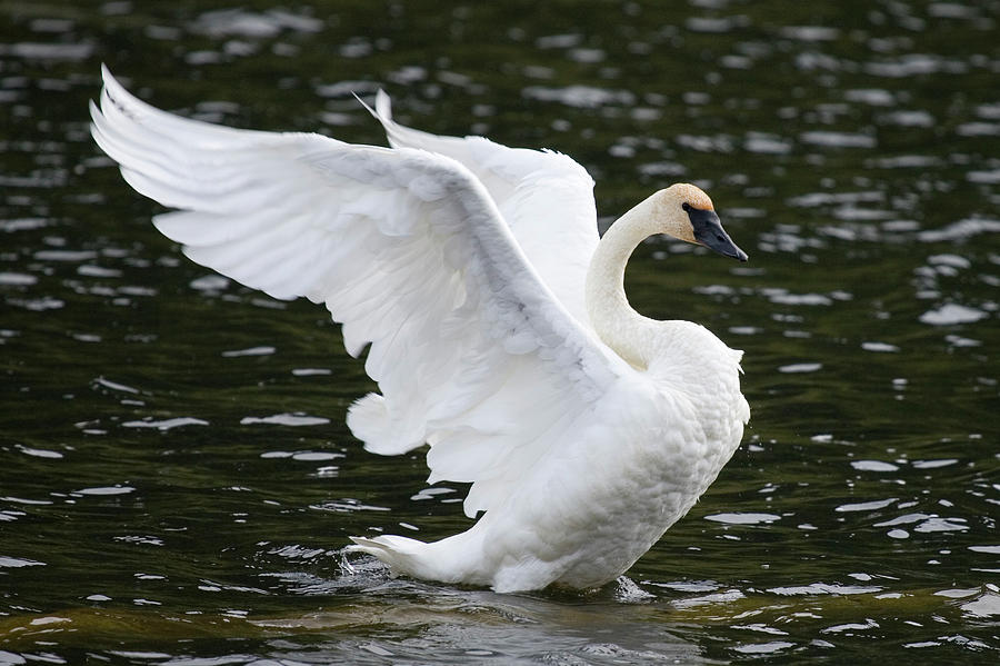 T3 Trumpeter Swan Spreading Wings Photograph by Judy Syring - Pixels