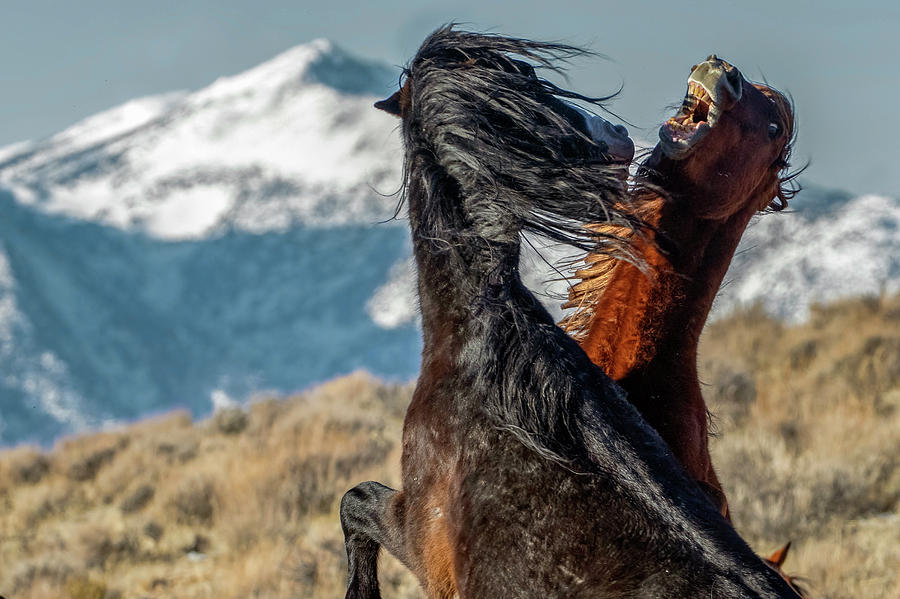 Mustang fight Photograph by John T Humphrey