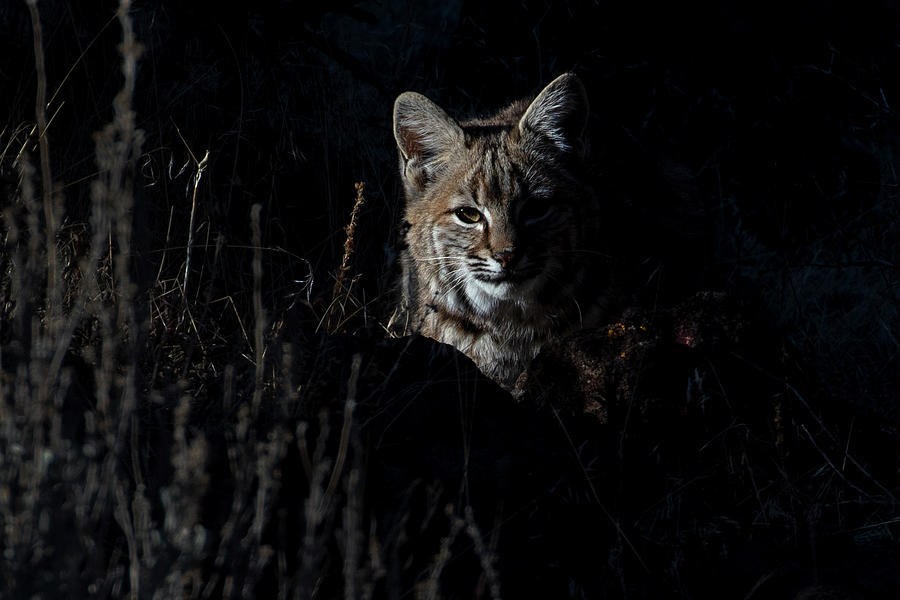 Wild bobcat Photograph by John T Humphrey