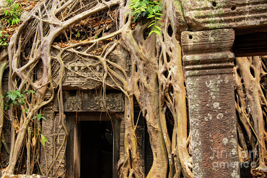 Ta Prohm Temple Door and Tree Roots Photograph by Bob Phillips