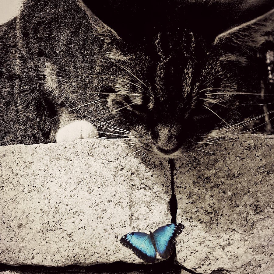 Butterfly Photograph - Tabby and the Butterfly by Paul Lovering