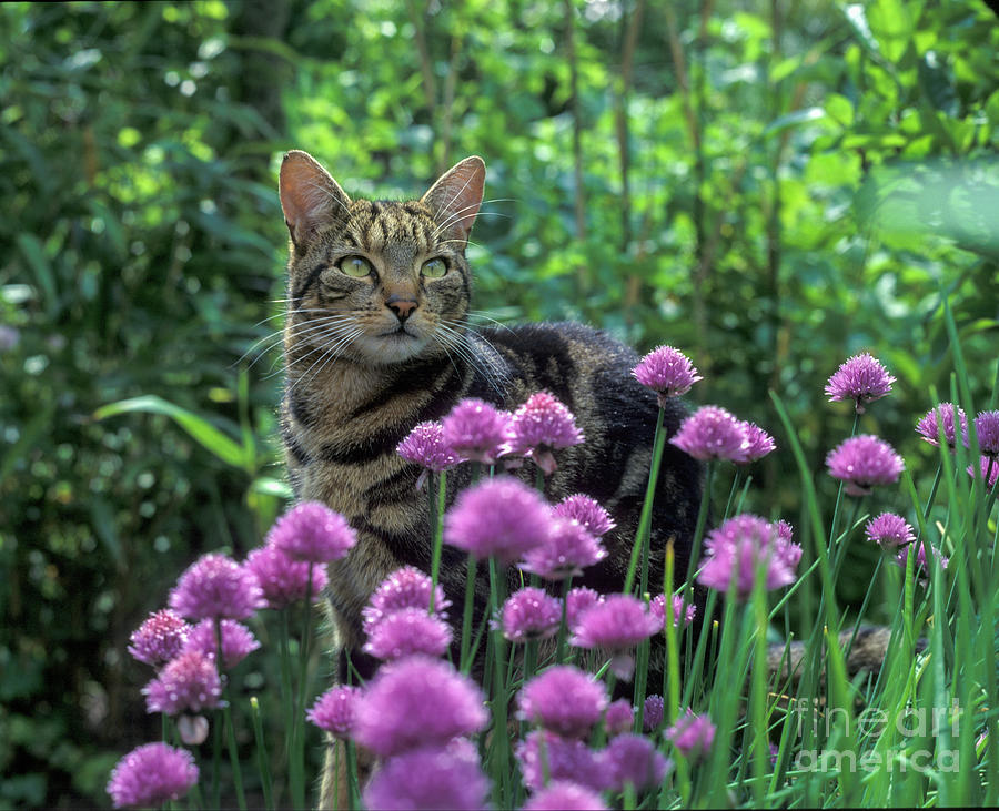 Tabby cat and purple chive flowers Photograph by Damian Davies - Fine ...