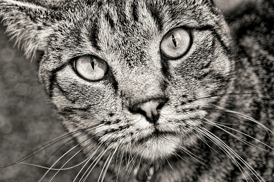 Tabby Cat Black and White Photograph by Peggy Collins