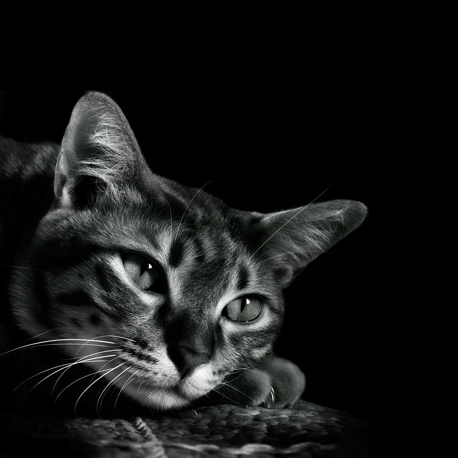 Tabby Cat Photograph by Copyright © Vanessa Ho / Www.hovanessa.com