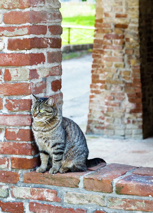 Tabby Cat On A Window In A Brick Wall  Photograph by Vivida Photo PC