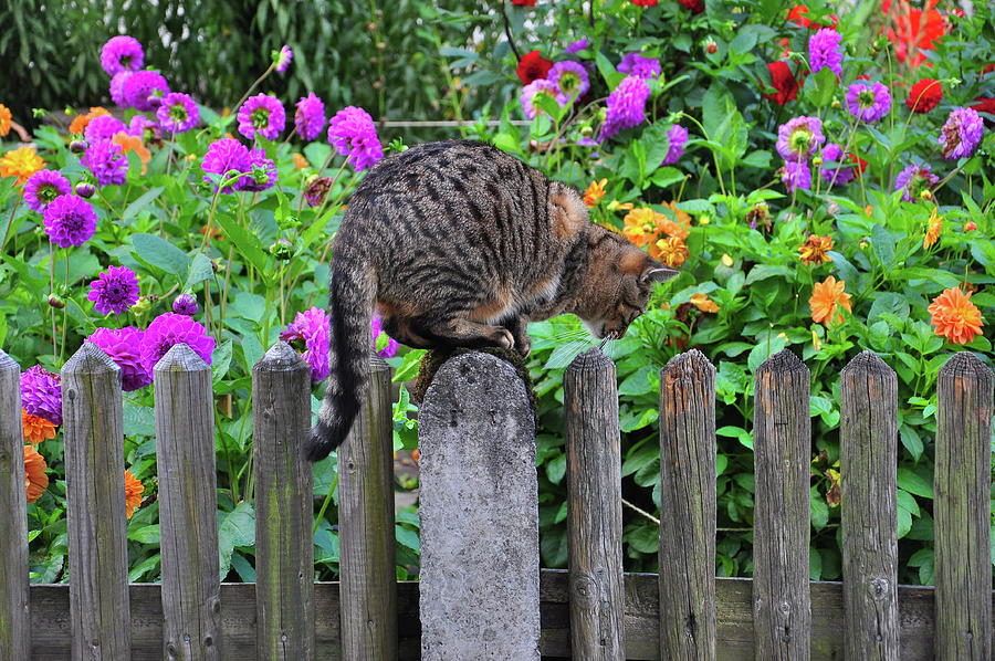Tabby Cat On Fence Digital Art by Zoom