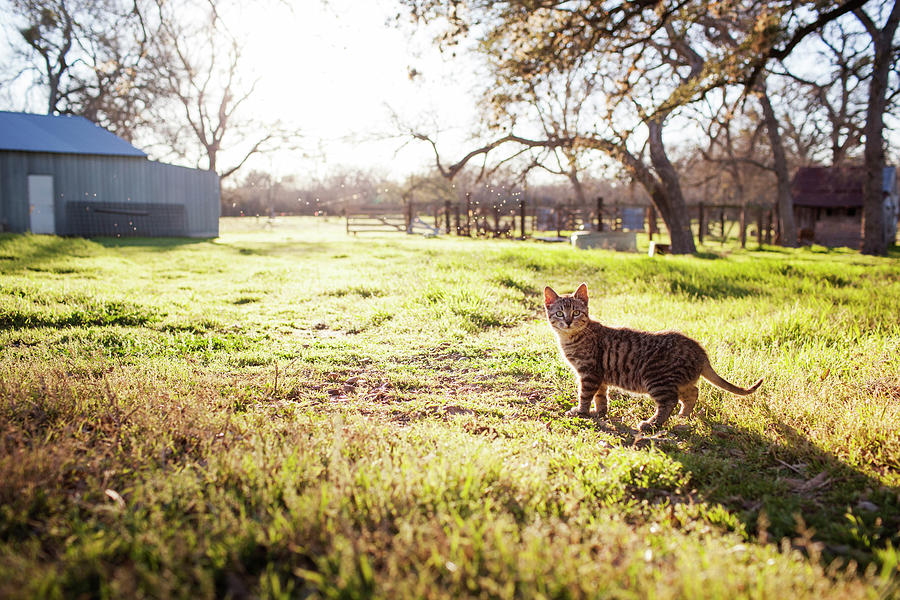 Nature Photograph - Tabby Cat On Field During Sunny Day by Cavan Images