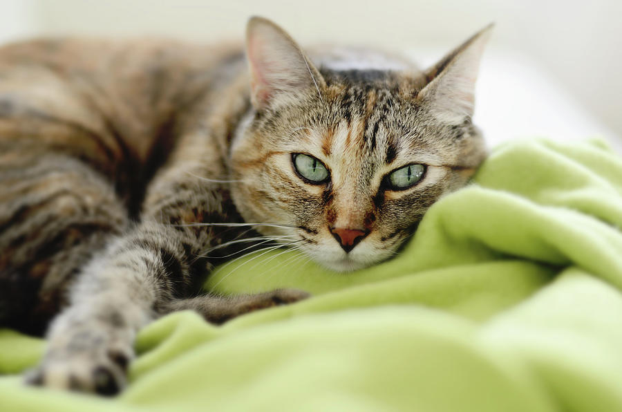 Tabby Cat On Green Blanket Photograph by Dhmig Photography