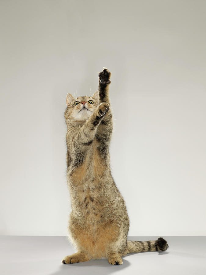 Tabby Cat Standing On Hind Legs With Photograph by Michael Blann