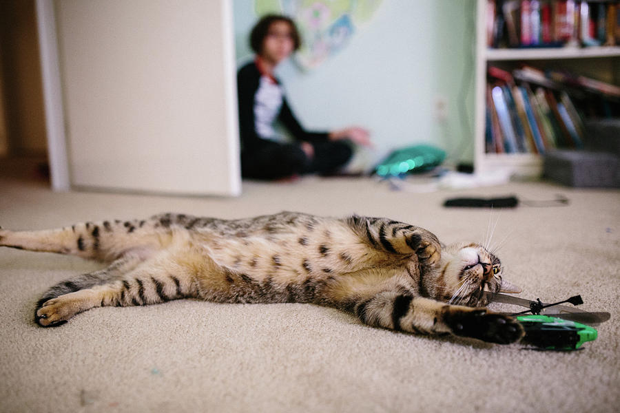 Cat Photograph - Tabby Cat Stretches Out On The Carpet Next To A Helicopter Toy by Cavan Images