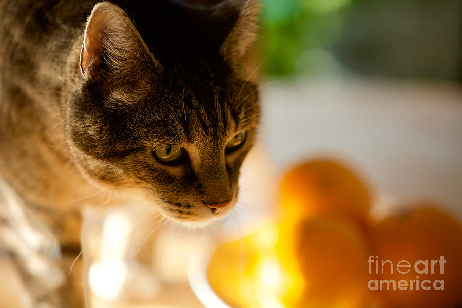 Tabby Cat with Oranges Photograph by Rachel Morrison