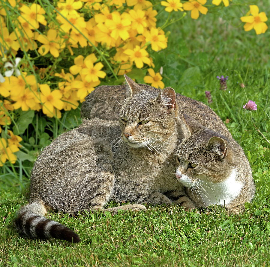 Tabby Cats In Garden Digital Art by Robert Maier