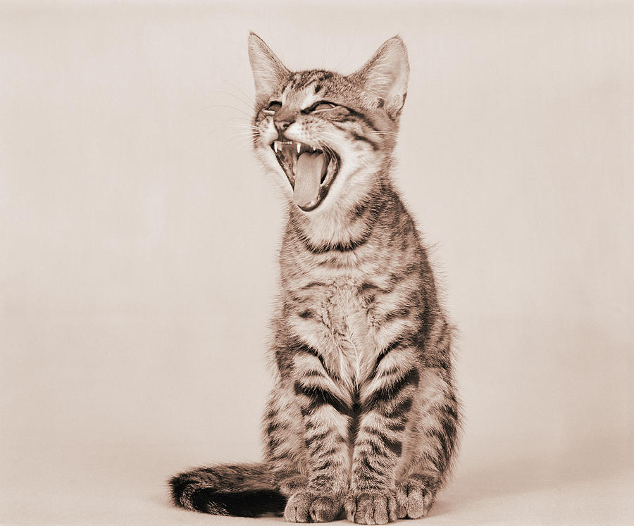 Tabby Kitten Photograph by H. Armstrong Roberts