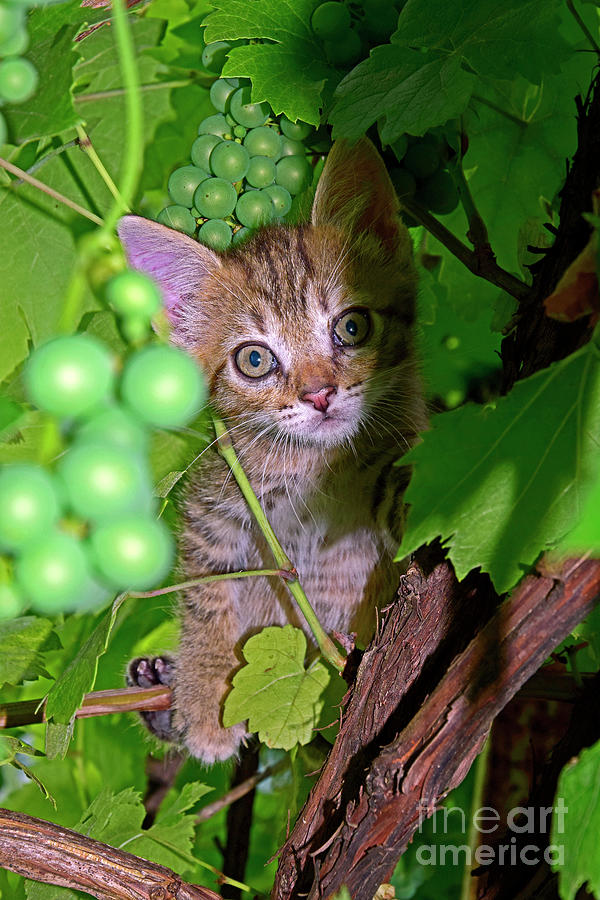 Tabby Kitten Hiding On The Grapevine Photograph