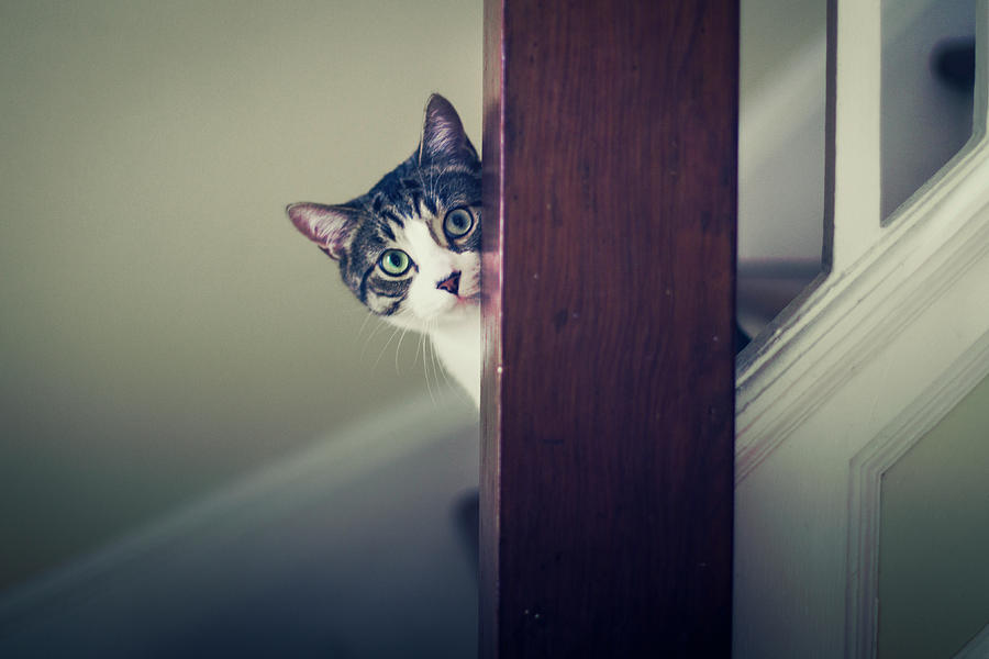 Tabby Kitten On Stairs Photograph by Linda Raymond
